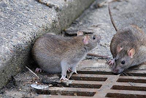 imagem dedetização de ratos control service dedetizadora